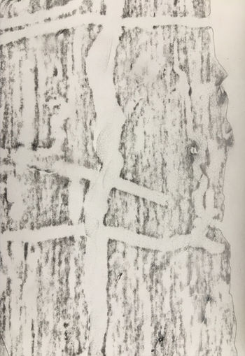 26.11.2017  Baumstamm - tree trunk - tronc d'arbre - pień drzewa Matthias Harnisch - Frottage du jour