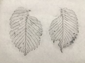 29.11.2017 Ulmus laevis Matthias Harnisch - Frottage du jour