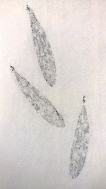 06.04.2016 Blätter - leaves - feuilles - listki Matthias Harnisch - Frottage du jour