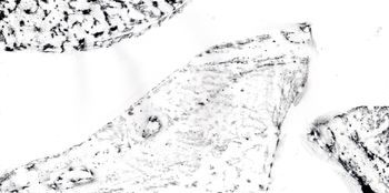 26.02.2026 Eis - ice - glace - lód Matthias Harnisch * Frottage du jour