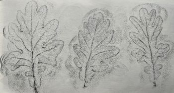 11.12.2023 Eichenblätter - oak leaves - feuilles des chênes - liści dębów Matthias Harnisch * Frottage du jour