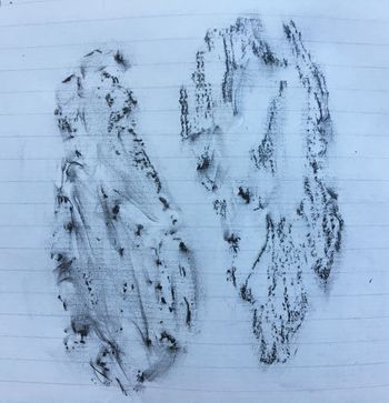 15.08.2017 Kiefernrinde - bark of a Scots pine - écorce d'un pin sylvestre - kora sosny Matthias Harnisch - Frottage du jour