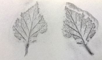 08.06.2016 Birkenblatt - birch leaf - feuille de bouleau - liść brzozy Matthias Harnisch - Frottage du jour