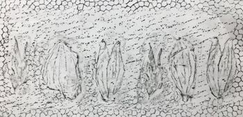 21.10.2021 Verschiedene Oberflächen - various surfaces - surfaces différentes - różne powierzchnie Matthias Harnisch * Frottage du jour