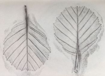 21.05.2020 Schwarzerlenblatt - black alder leaf - feuille d'aulne noir - liść czarnej olszy Matthias Harnisch * Frottage du jour