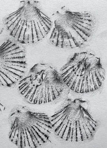 02.06.2022 Jakobsmuschel - scallop - coquille Saint-Jaques - małża świętego Jakuba Matthias Harnisch * Frottage du jour