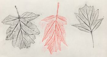 28.11.2017 Sorbus torminalis Matthias Harnisch - Frottage du jour