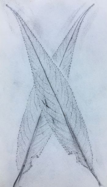 01.10.2020 Weidenblatt - willow leaf - feuille d'un saule - liść wierzby Matthias Harnisch * Frottage du jour