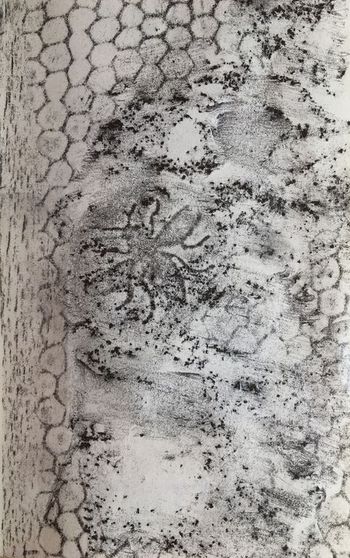 03.08.2020 Verschiedene Oberflächen - various surfaces - surfaces différentes - różne powierzchnie Matthias Harnisch * Frottage du jour