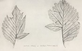 30.11.2017 Ulmus laevis x Sorbus torminalis Matthias Harnisch - Frottage du jour