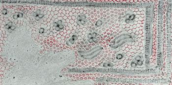 02.05.2025 Verschiedene Oberflächen - various surfaces - surfaces différentes - różne powierzchnie Matthias Harnisch * Frottage du jour