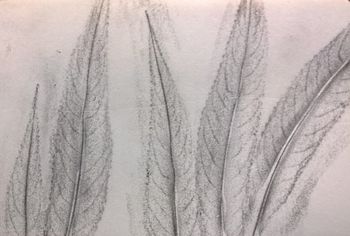 03.08.2016 Blatt (Silberweide) - leaf (white willow) - feuille (saule blanc) - liść (wierzba biała) Matthias Harnisch - Frottage du jour