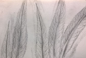 03.08.2016  Blatt (Silberweide) - leaf (white willow) - feuille (saule blanc) - liść (wierzba biała) Matthias Harnisch - Frottage du jour